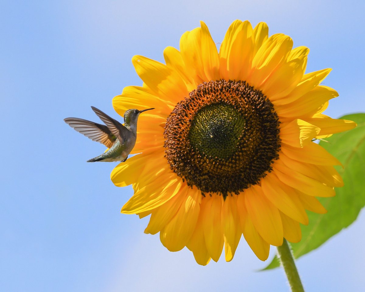 do hummingbirds like sunflowers