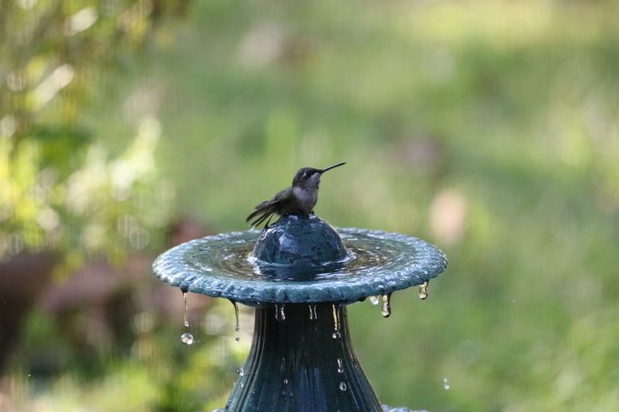 how to clean a bird bath
