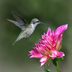 11 Nectar Plants for Hummingbirds You Aren't Growing Yet