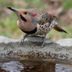 How to Clean a Birdbath the Right Way