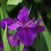 8 Flowering Plants That Hummingbirds Don't Like