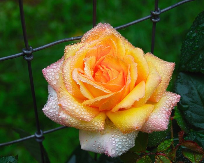 do hummingbirds like roses