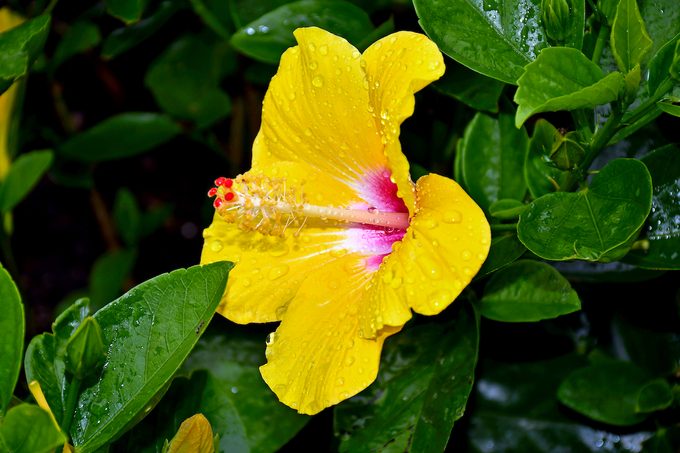 hibiscus care