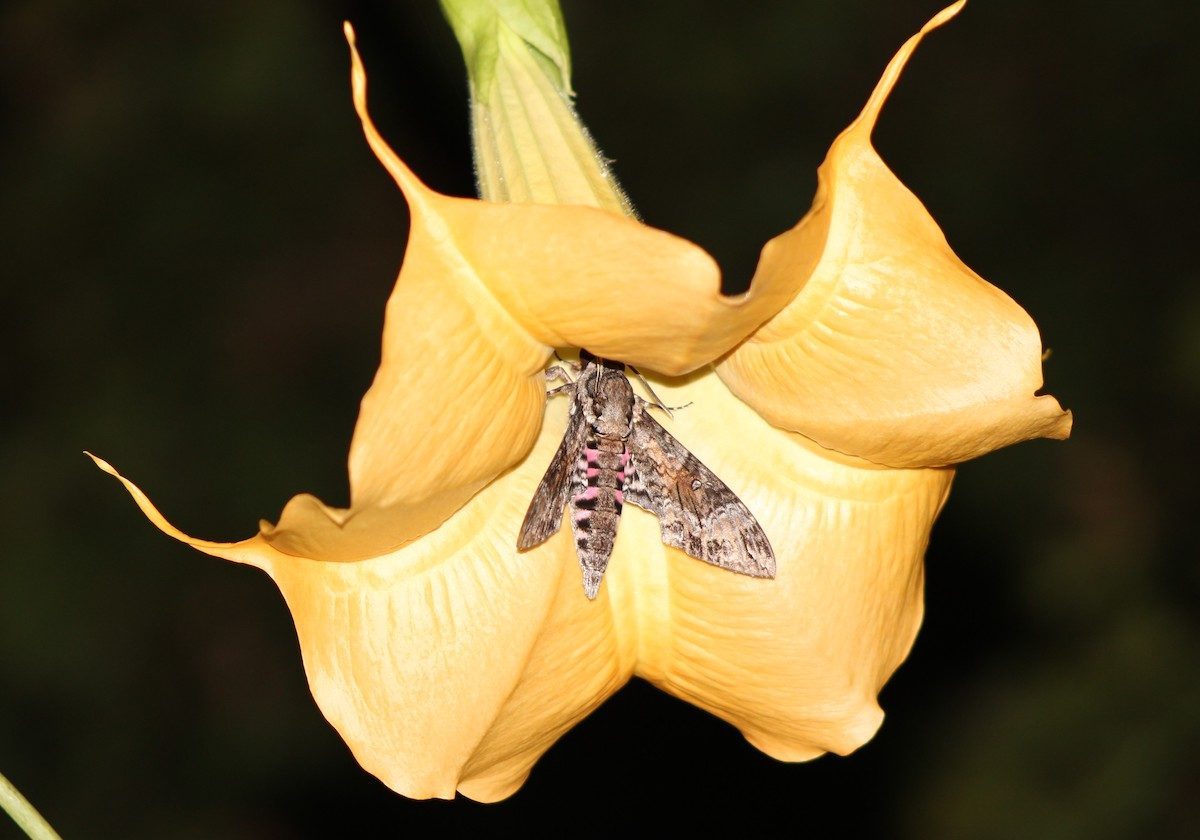 250938365 1 Vera Stonawska Bnb Bypc2020, brugmansia