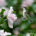 Hummingbirds Will Fall in Love With Rose of Sharon