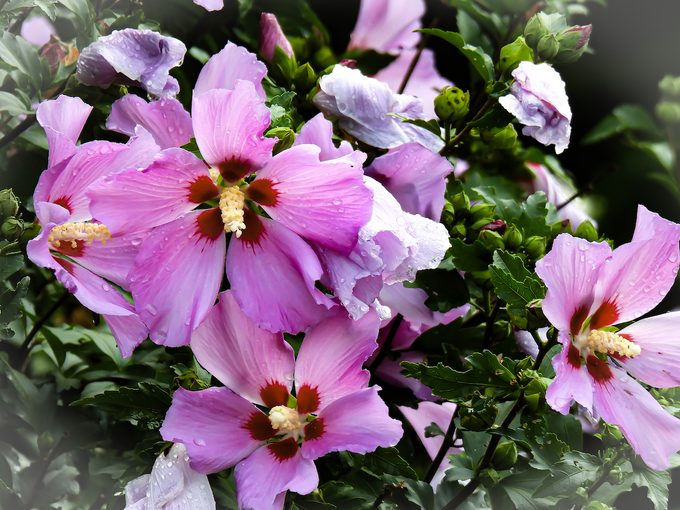 rose of sharon