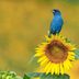 How to Identify an Indigo Bunting