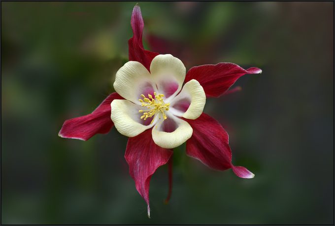 old fashioned flowers, plants for rocky soil