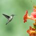 Hummingbirds Flock to Trumpet Vine—But Is It Invasive?