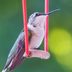 A Hummingbird Swing Gives Tiny Fliers a Place to Perch