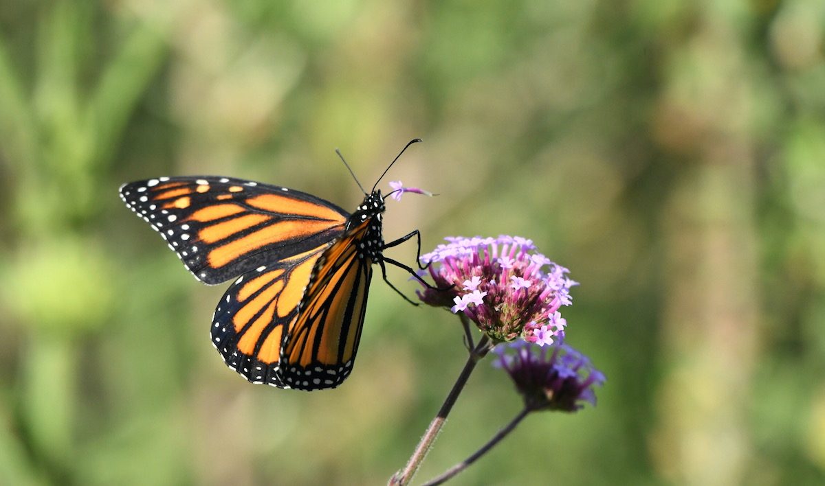 nectar plants