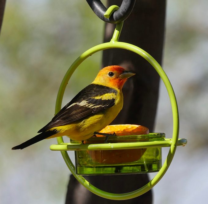 western tanager