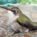 How to Get a Trapped Hummingbird Out of Your Garage