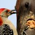 Can Birds Eat Peanut Butter?