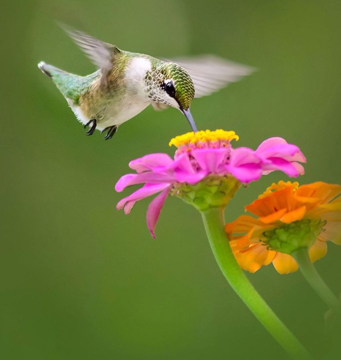 pollinator plants Ruby Throated Hummingbird And Zinnia Flower