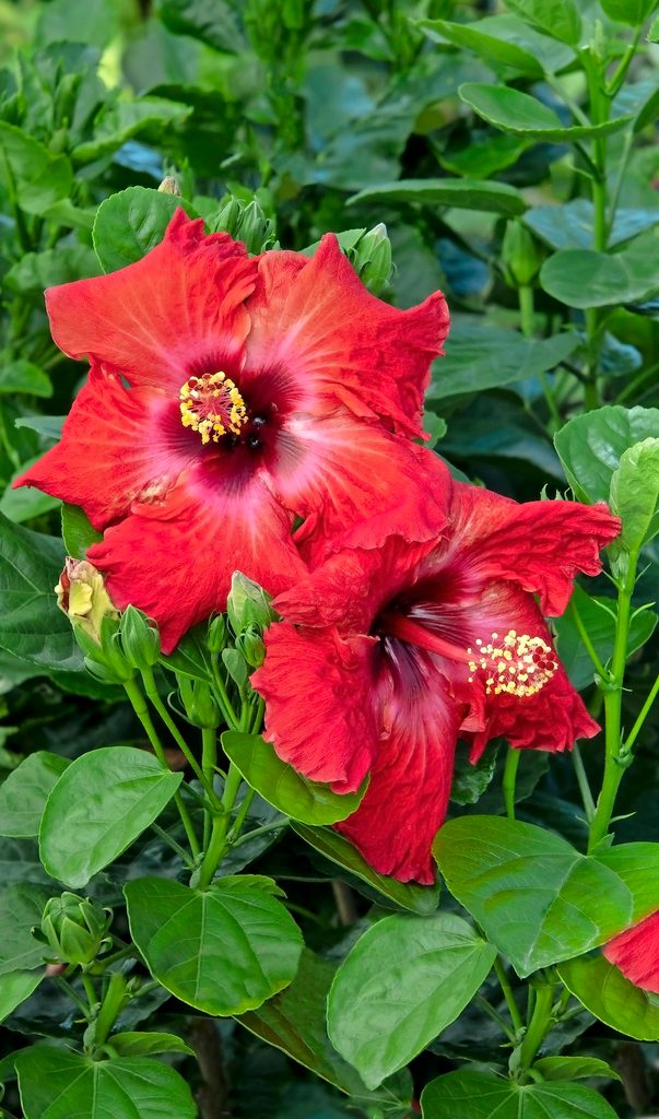 43644hibiscusrosasinensis13008jazzy Jewelruby 5096