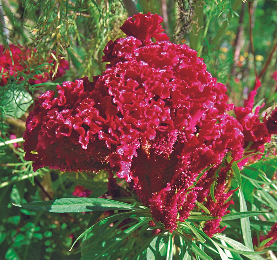 Amish Cockscomb