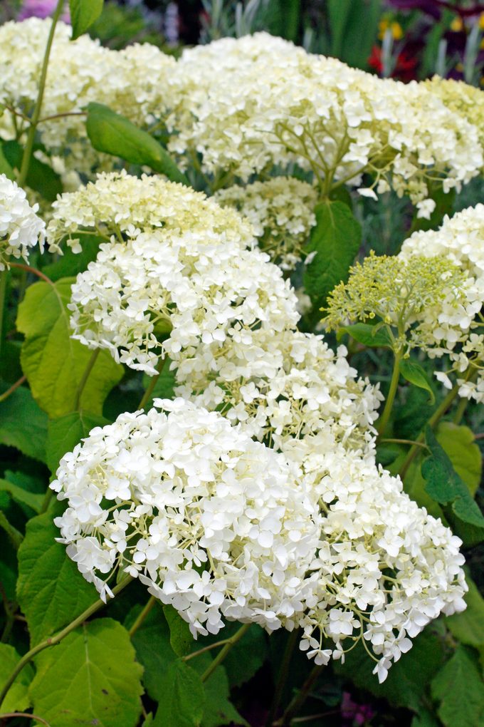 Hydrangea Arborescens Annabelle Agm