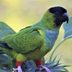 Do Wild Parakeets and Parrots Live in North America?