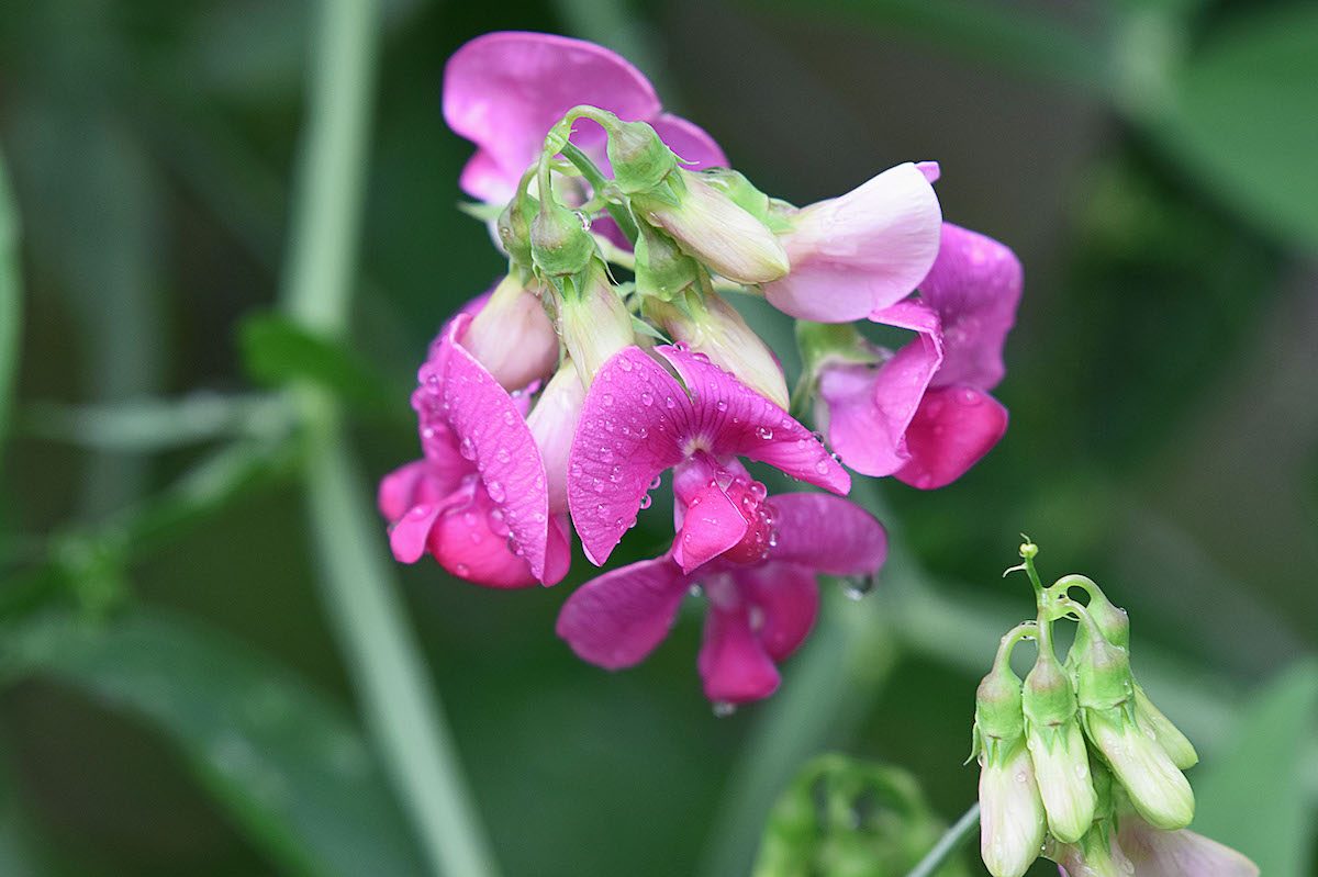 old fashioned flowers