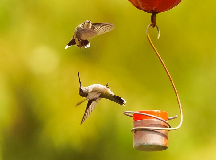 hummingbird characteristics
