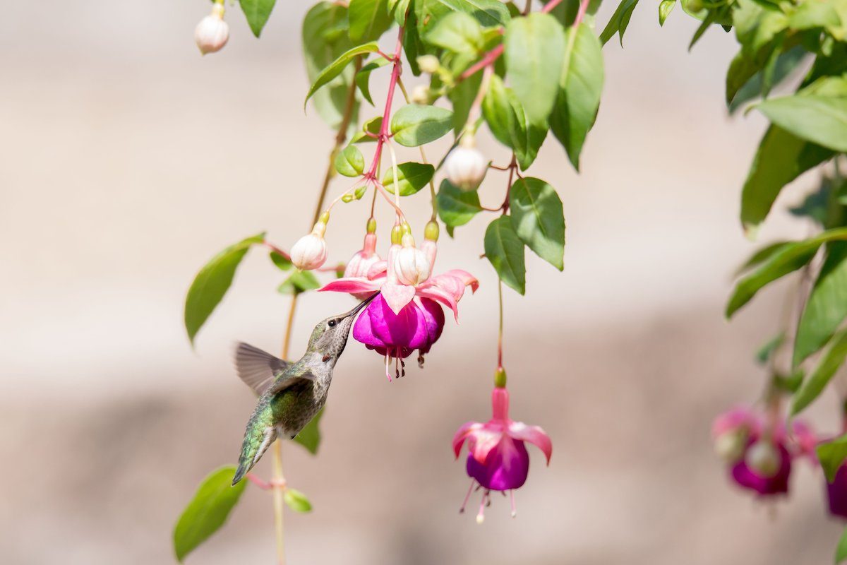 nectar plants