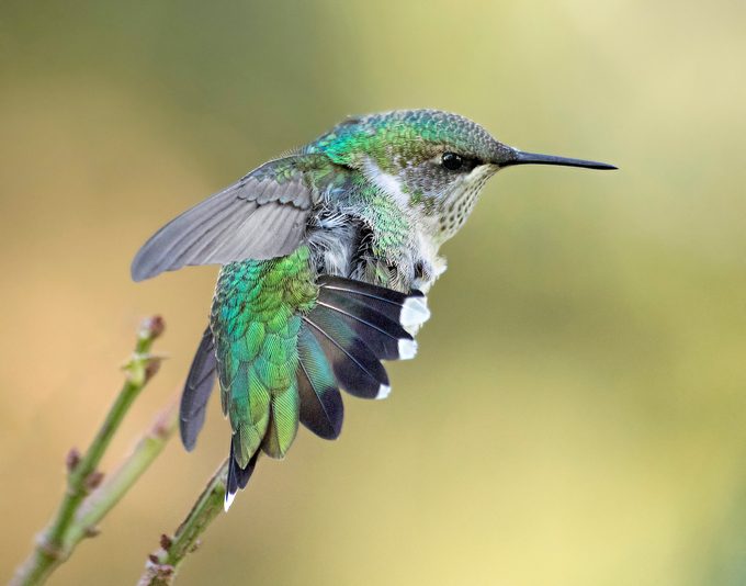 how to get a trapped hummingbird out of a garage
