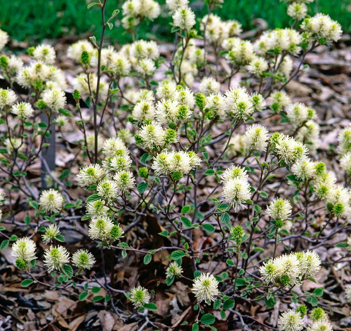 Baileynurseriesfthrgillagrdndwarf, year-round shrubs