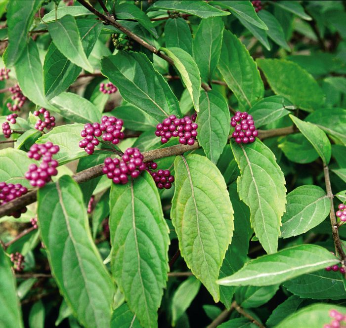 Baileynurseries Beautyberry