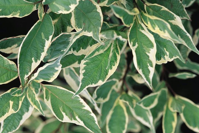 Cornusalbaeurovar 9951