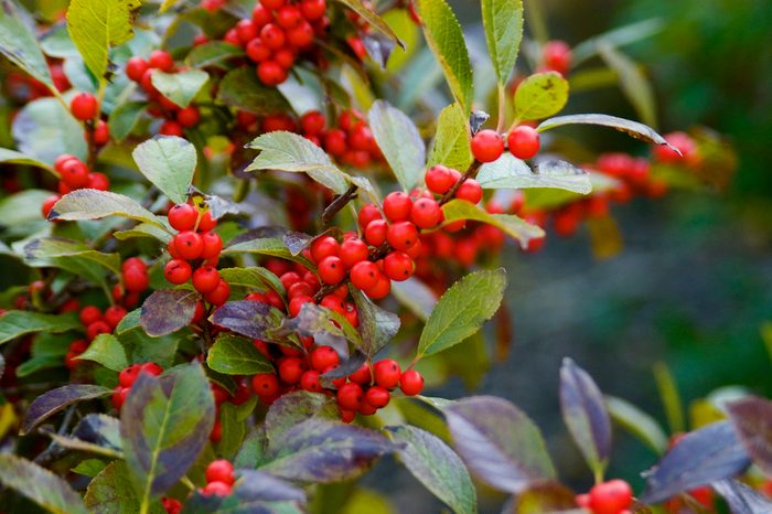 Baileynurseriesilexaftrglw, year-round shrubs