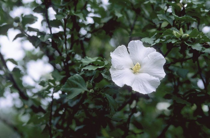 Baileysnurserishibiscussyrdiana, year-round shrubs