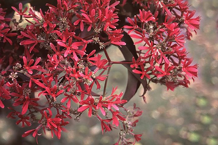 Bluestone Heptacodium