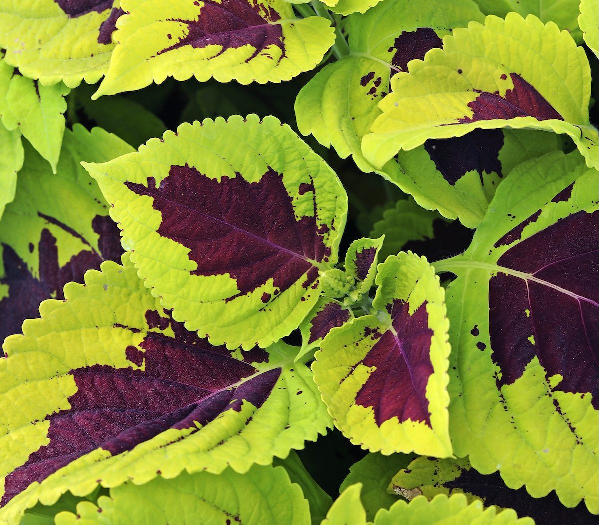 coleus varieties