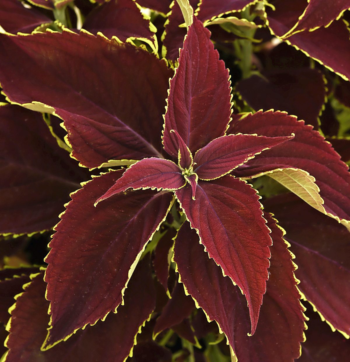Coleus Premium Sun Ruby Heart Foliage Foliage