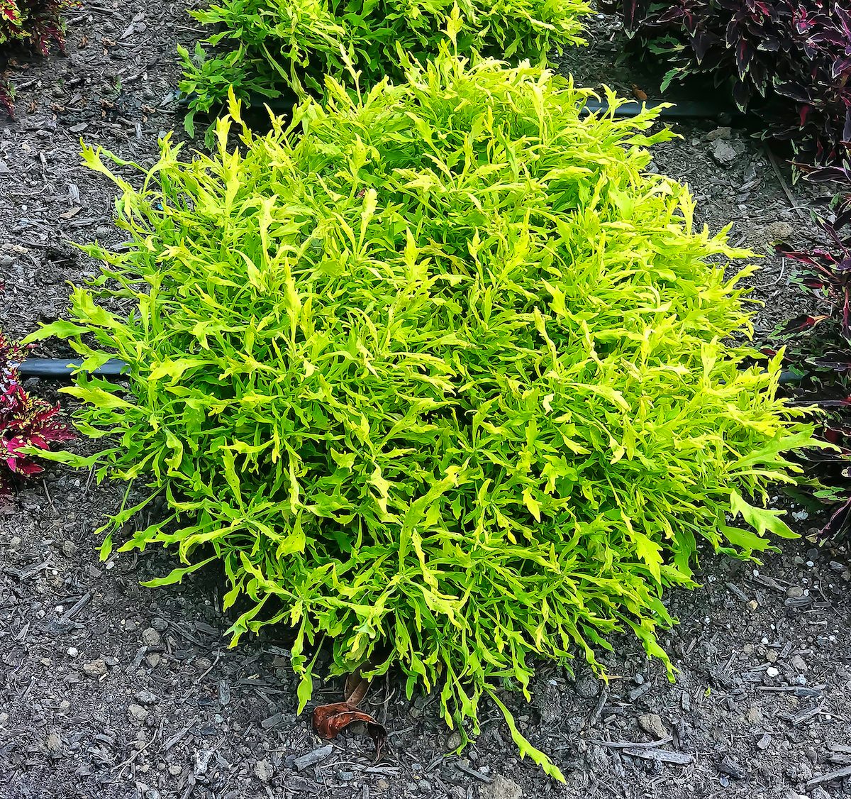 Coleus Nova Mad Medusa 4