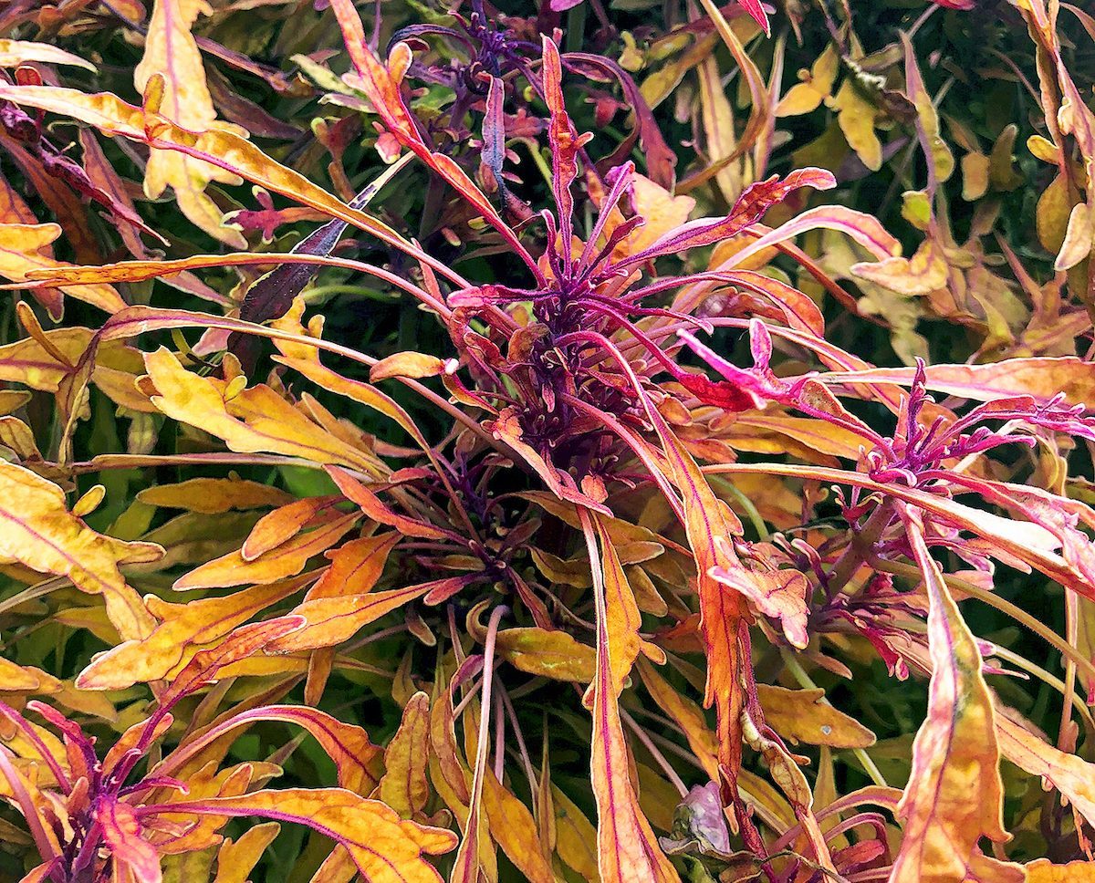 Coleus Terra Nova Monkey Puzzle 4