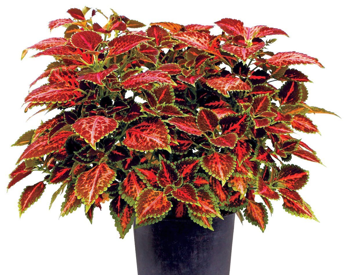 Coleus Terra Nova Peach Julep 3