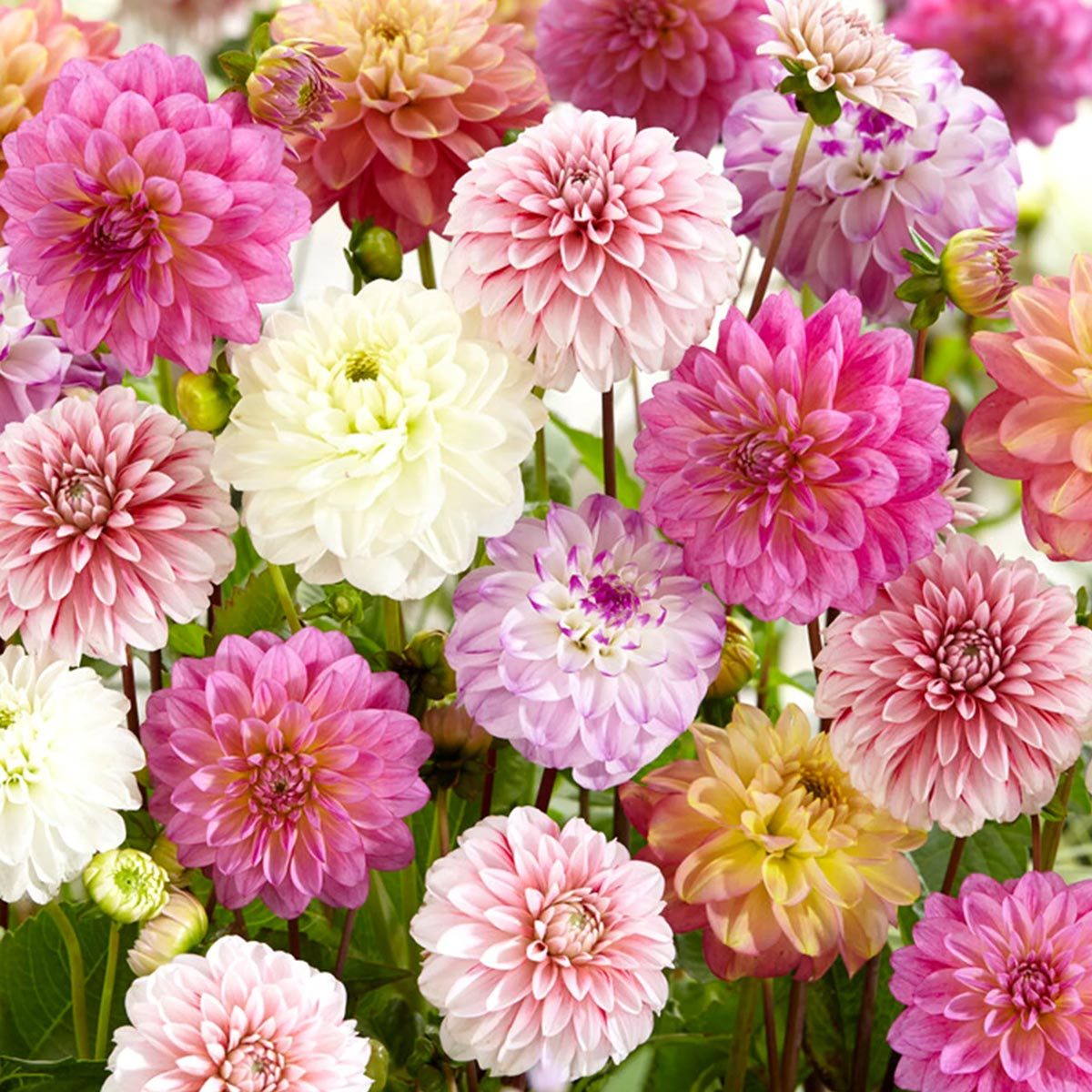 Dahlia