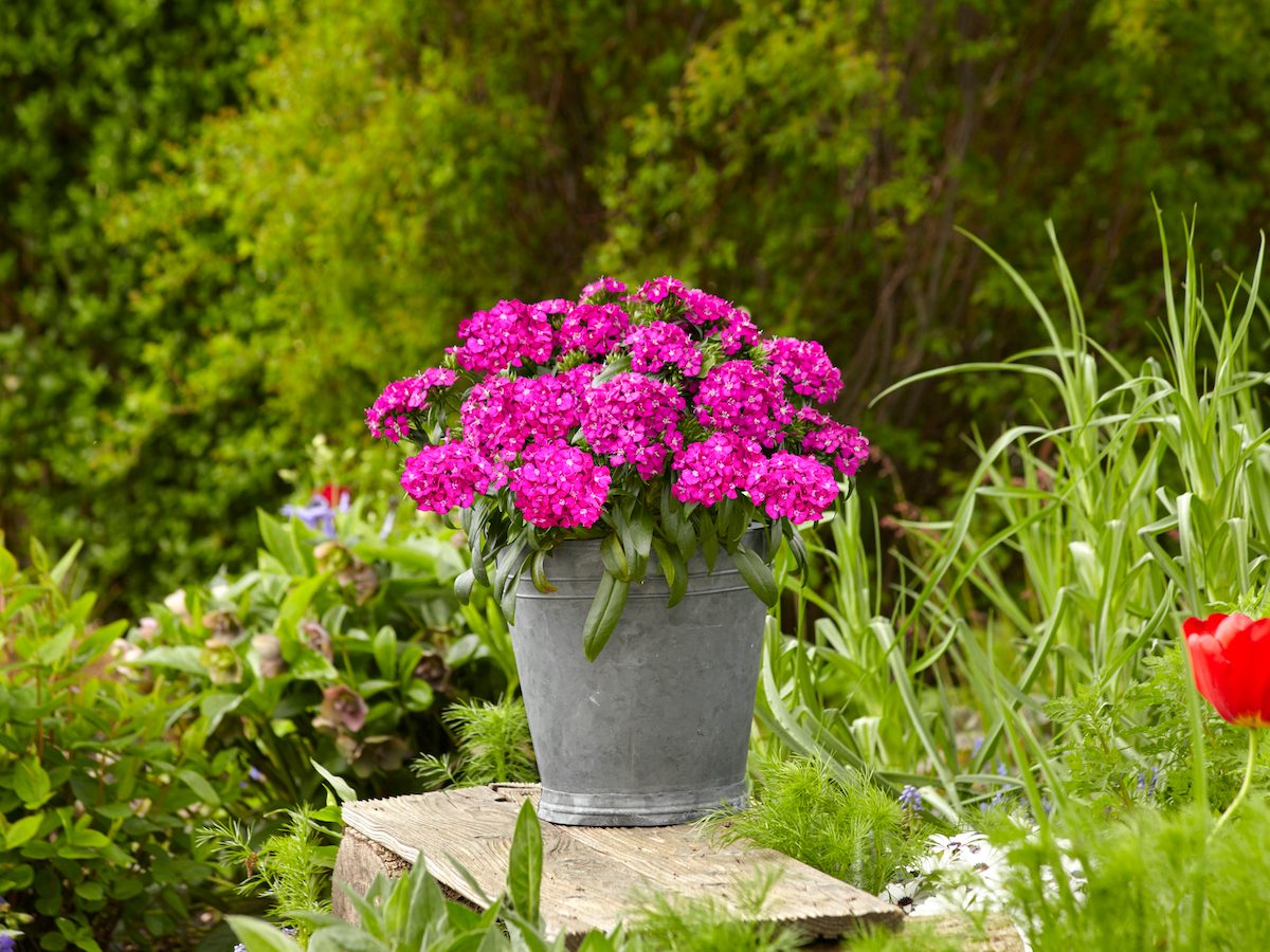 Dianthus Jolt Purple Container 26672