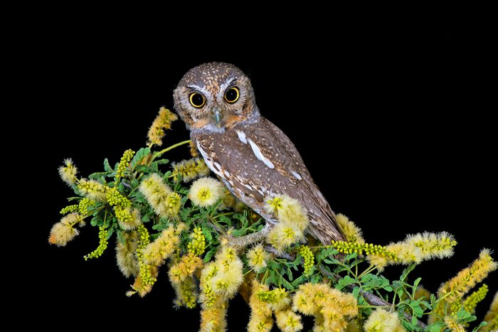 Elf owl, rare birds