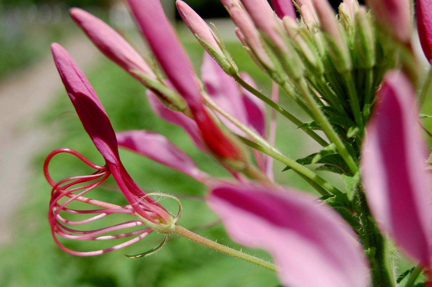 Flower Spider, flowers with seed pods