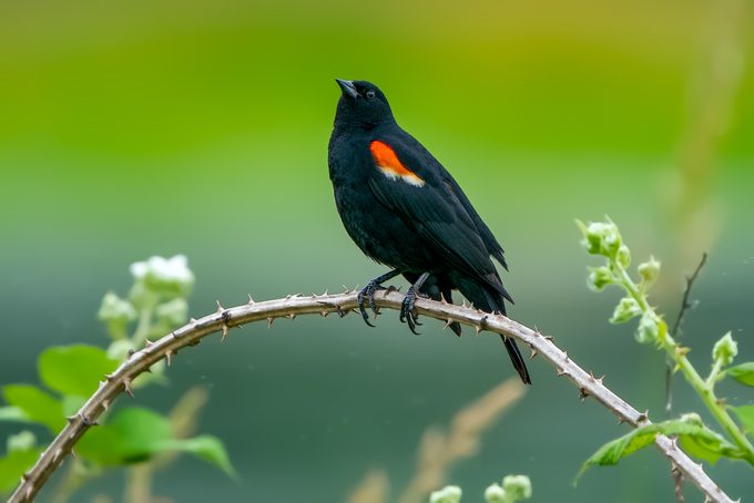 Close Up Of Red Perching On Branch,ridgefield National Wildlife Refuge,united States,usa