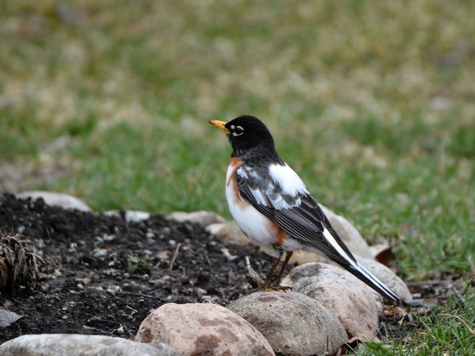 Leucistic American Robin
