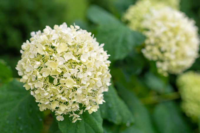 Hydrangea arborescens or 'Annabelle' flower