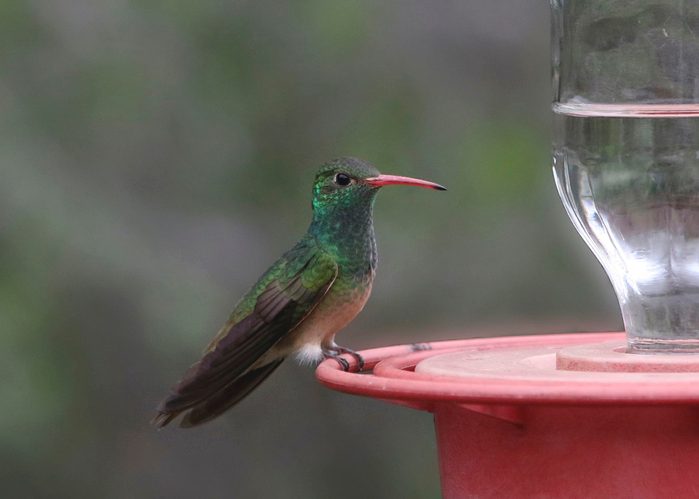 Buff-bellied Hummingbird (amazilia yucatanensis)