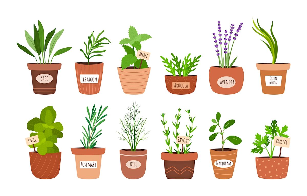 Illustrated herbs in pots