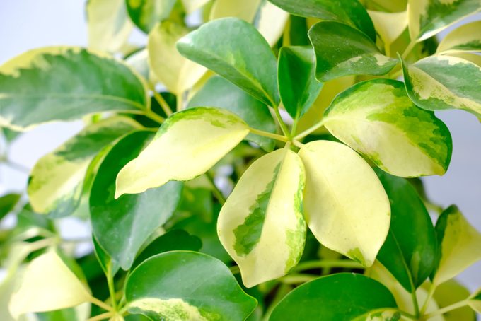 Umbrella Tree