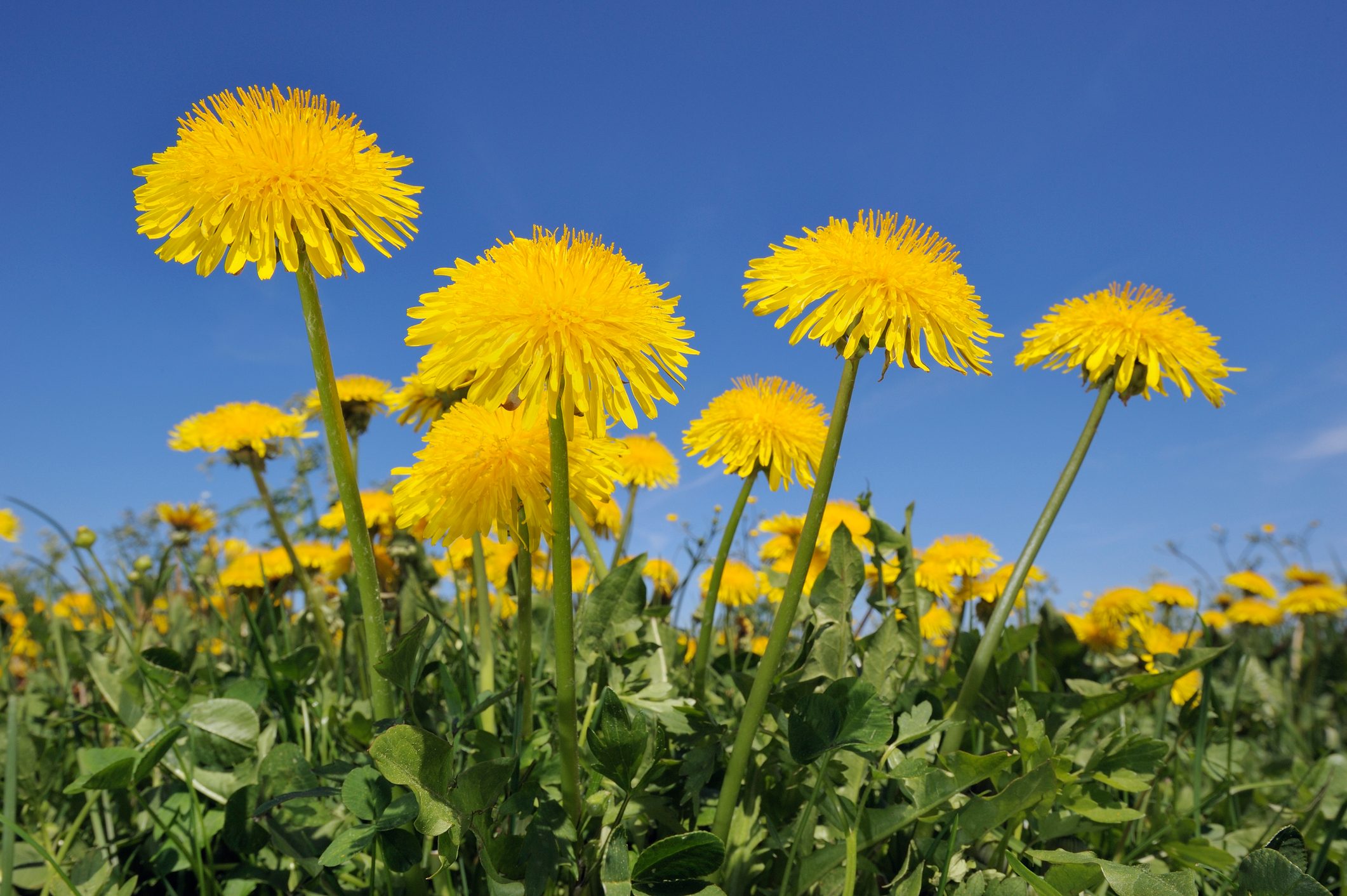 Dandelion (Taraxacum officinale) meadow