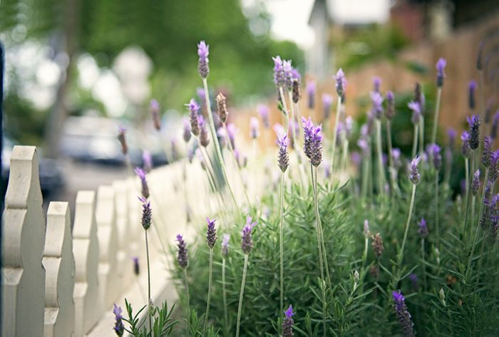 Urban Gardening, front yard landscaping ideas